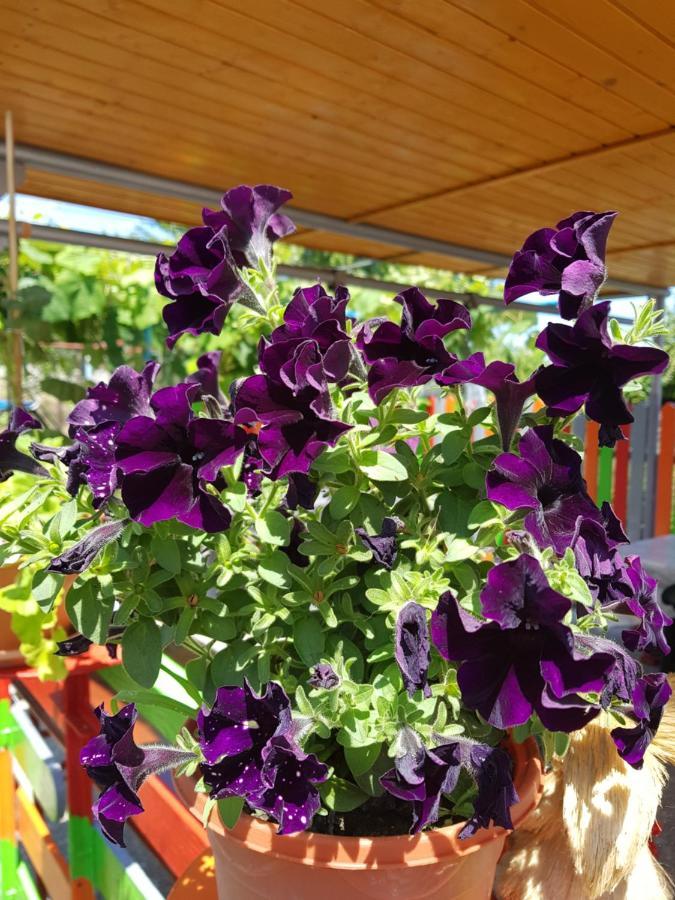 Casa Simona 호텔 Două Mai 외부 사진